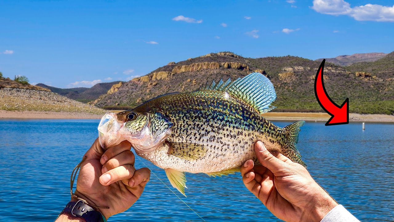 Load video: 2.5&quot; Micro Drunkin Shad - Crappie Slayer